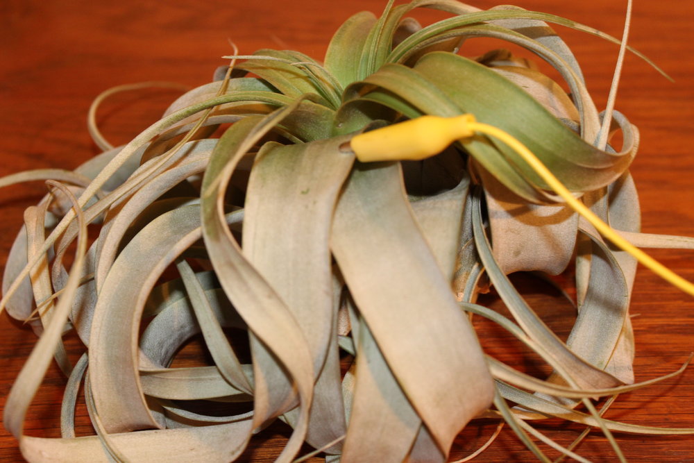 AirPlant+Electrode