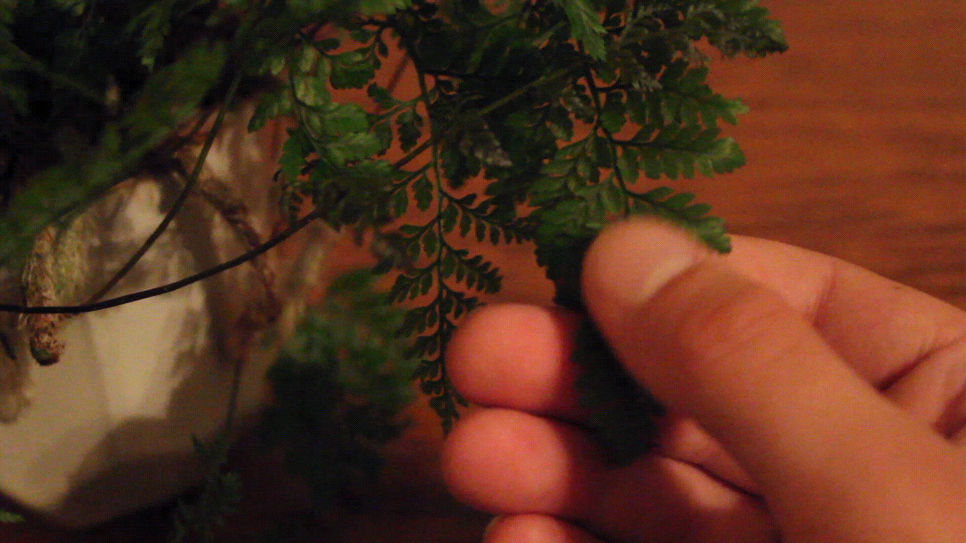 leaf+rub